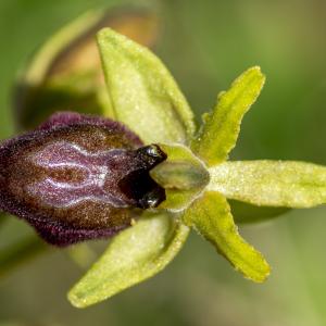 Photographie n°320319 du taxon Ophrys exaltata Ten. [1819]