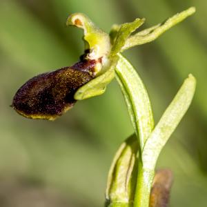 Photographie n°320320 du taxon Ophrys exaltata Ten. [1819]
