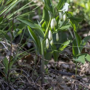 Photographie n°320325 du taxon Polygonatum odoratum (Mill.) Druce