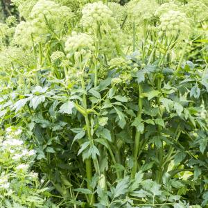 Photographie n°320379 du taxon Angelica archangelica L. [1753]