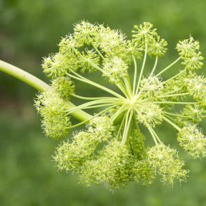 Photographie n°320380 du taxon Angelica archangelica L. [1753]