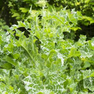 Photographie n°320393 du taxon Silybum marianum (L.) Gaertn.