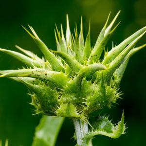 Photographie n°320394 du taxon Silybum marianum (L.) Gaertn.