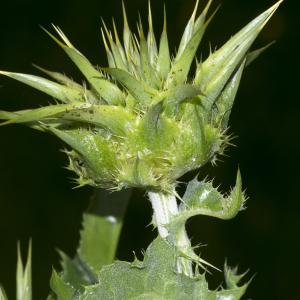 Photographie n°320395 du taxon Silybum marianum (L.) Gaertn.