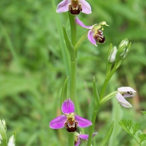 Photographie n°320472 du taxon Ophrys apifera subsp. apifera