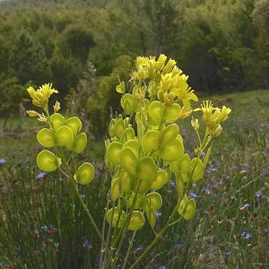 Photographie n°320477 du taxon Biscutella L. [1753]