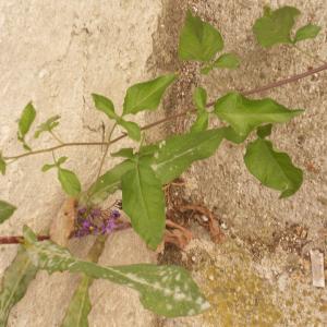 Photographie n°320479 du taxon Solanum dulcamara L. [1753]