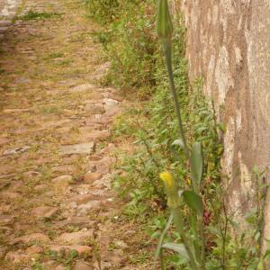 Photographie n°320531 du taxon Tragopogon pratensis L. [1753]