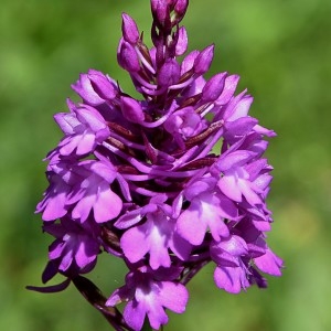 Photographie n°320614 du taxon Anacamptis pyramidalis (L.) Rich. [1817]