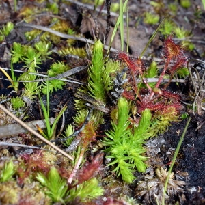 Photographie n°320636 du taxon Lycopodiella inundata (L.) Holub [1964]