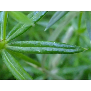 Phuopsis stylosa (Trin.) Benth. & Hook.f. (Caucasian Crosswort)