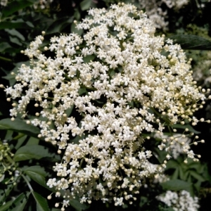 Photographie n°320833 du taxon Sambucus nigra L. [1753]