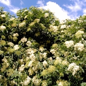 Photographie n°320845 du taxon Sambucus nigra L. [1753]