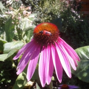 Photographie n°320847 du taxon Echinacea purpurea (L.) Moench [1794]