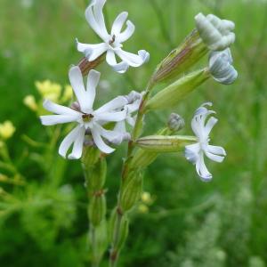 Photographie n°320860 du taxon Silene nocturna L. [1753]