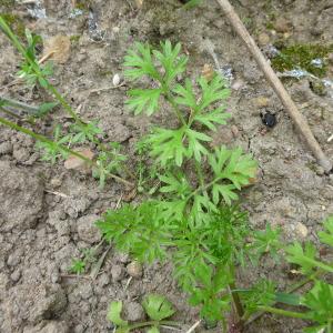 Photographie n°320872 du taxon Bifora testiculata (L.) Spreng. [1820]