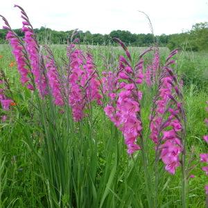 Photographie n°320877 du taxon Gladiolus communis L. [1753]