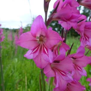 Photographie n°320878 du taxon Gladiolus communis L. [1753]