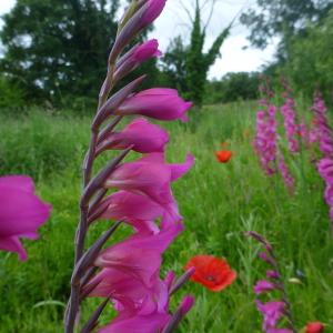 Photographie n°320879 du taxon Gladiolus communis L. [1753]