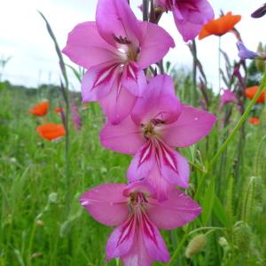 Photographie n°320882 du taxon Gladiolus communis L. [1753]