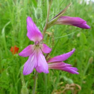 Photographie n°320884 du taxon Gladiolus segetum Ker Gawl. [1804]