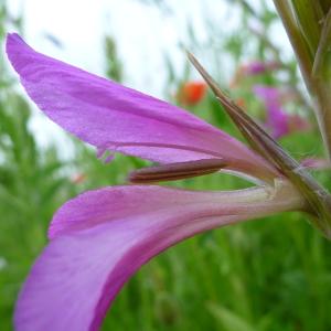 Photographie n°320887 du taxon Gladiolus segetum Ker Gawl. [1804]
