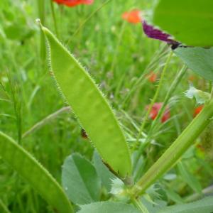 Photographie n°320894 du taxon Vicia serratifolia Jacq. [1778]