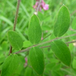 Photographie n°320982 du taxon Lathyrus niger subsp. niger