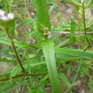 Photographie n°321000 du taxon Valerianella dentata (L.) Pollich [1776]