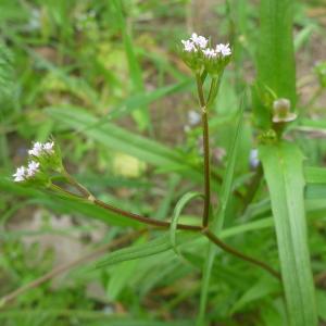 Photographie n°321001 du taxon Valerianella dentata (L.) Pollich [1776]