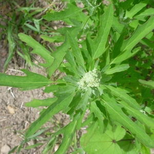 Photographie n°321072 du taxon Chenopodium ficifolium Sm. [1800]