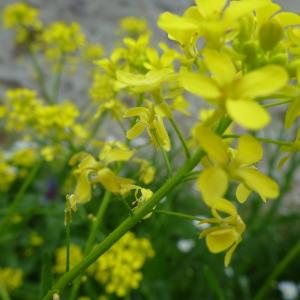 Photographie n°321083 du taxon Bunias orientalis L. [1753]