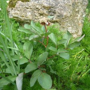 Photographie n°321110 du taxon Paeonia mascula subsp. mascula