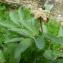  David Mercier - Paeonia mascula subsp. mascula