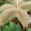  David Mercier - Paeonia mascula subsp. mascula