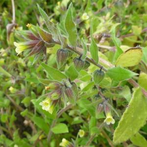 Photographie n°321118 du taxon Nonea lutea (Desr.) DC. [1846]