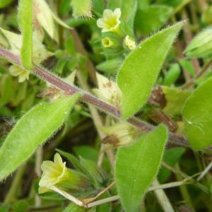 Photographie n°321120 du taxon Nonea lutea (Desr.) DC. [1846]