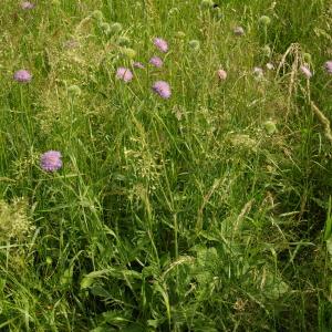 Photographie n°321137 du taxon Knautia arvensis (L.) Coult. [1828]