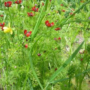 Photographie n°321162 du taxon Lathyrus annuus L. [1753]