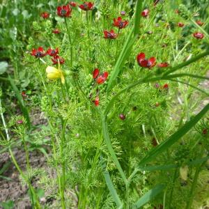 Photographie n°321163 du taxon Lathyrus annuus L. [1753]