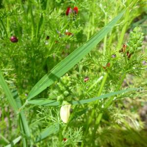 Photographie n°321164 du taxon Lathyrus annuus L. [1753]