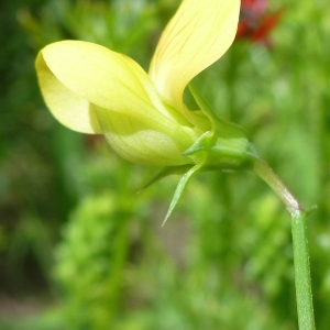 Photographie n°321166 du taxon Lathyrus annuus L. [1753]