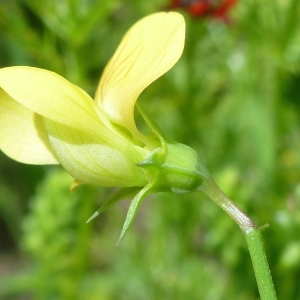 Photographie n°321167 du taxon Lathyrus annuus L. [1753]