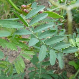 Photographie n°321177 du taxon Vicia melanops Sibth. & Sm. [1813]