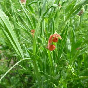 Photographie n°321193 du taxon Lathyrus cicera L. [1753]