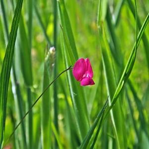 Photographie n°321202 du taxon Lathyrus nissolia L. [1753]