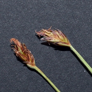  - Eleocharis multicaulis (Sm.) Desv. [1818]