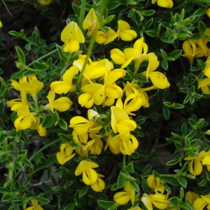 Photographie n°321235 du taxon Genista pilosa L. [1753]