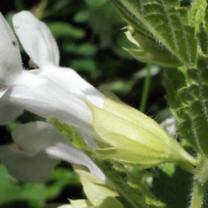 Photographie n°321251 du taxon Melittis melissophyllum L. [1753]