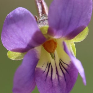 Photographie n°321267 du taxon Viola pyrenaica Ramond ex DC. [1805]